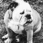 Duke